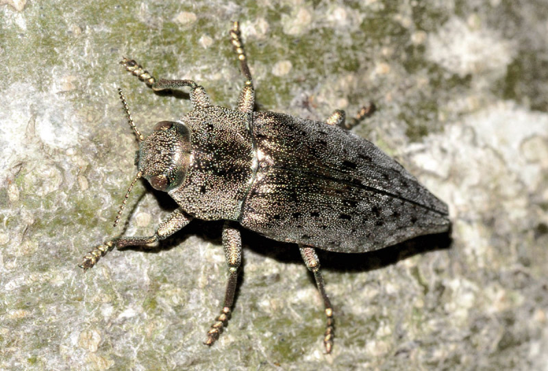 Buprestidae:  Dicerca berolinensis